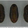 sat acaciae pupa2 volg